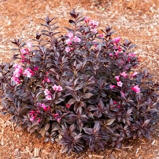 Bloomin' Easy Weigela Stunner 4" Potted Rocketliners Set Of 3 Plants By ...